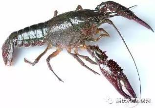 太瘋狂了 福州 寧波短短一周小龍蝦批發價跳漲50 武漢水產市場日銷活蝦40萬斤,小龍蝦蹦向全國